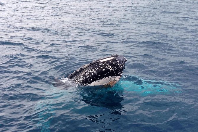 Dunsborough Whale Watching Eco Tour - Purpose-Built Boat Features
