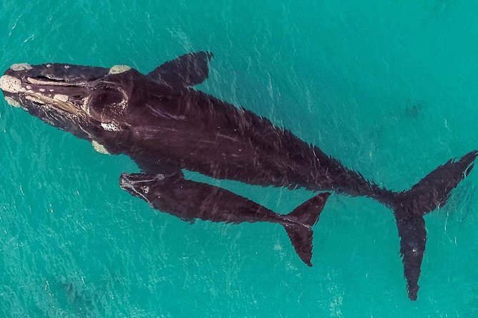 Dunsborough Whale Watching Eco Tour - Wheelchair and Stroller Accessibility