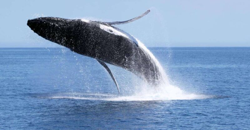 Dunsborough: Whale Watching Tour - Experience Highlights