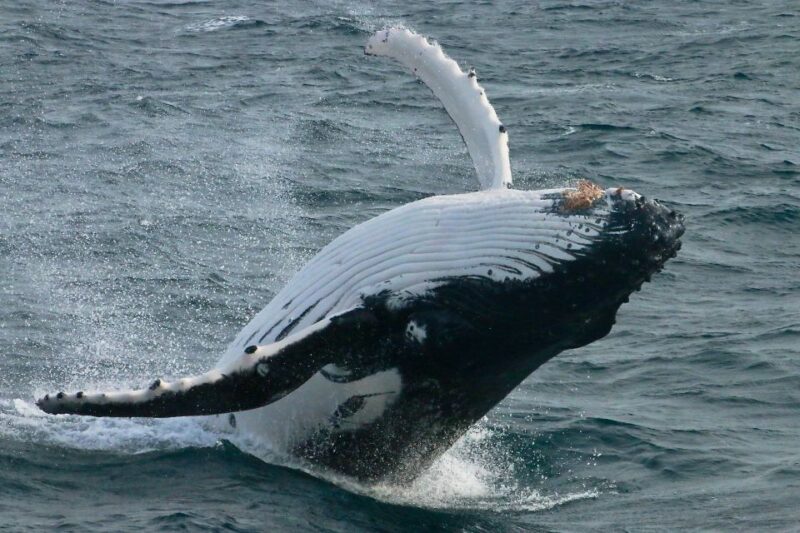 Dunsborough: Whale Watching Tour - Tour Details