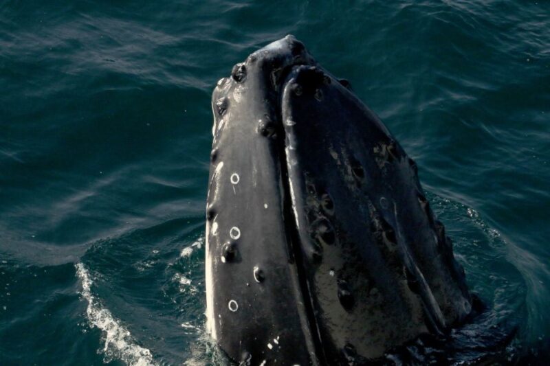 Dunsborough: Whale Watching Tour - Customer Reviews