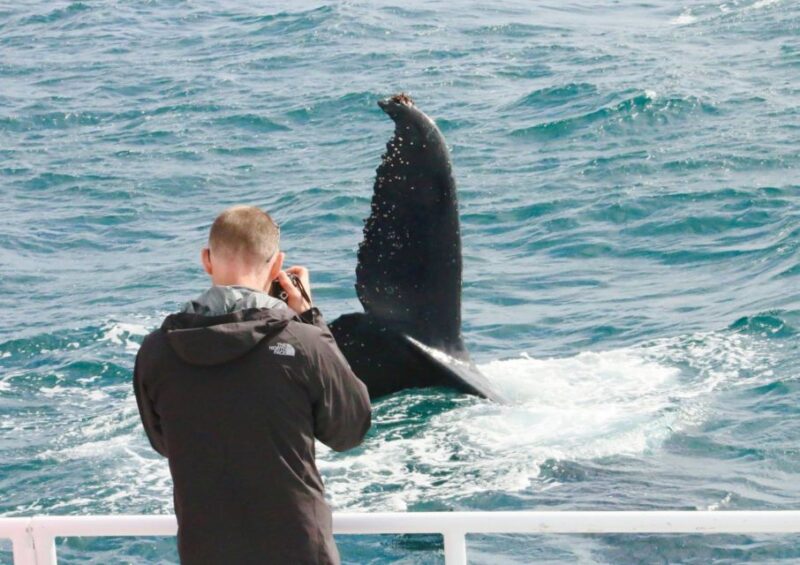 Dunsborough: Whale Watching Tour - Pricing and Duration