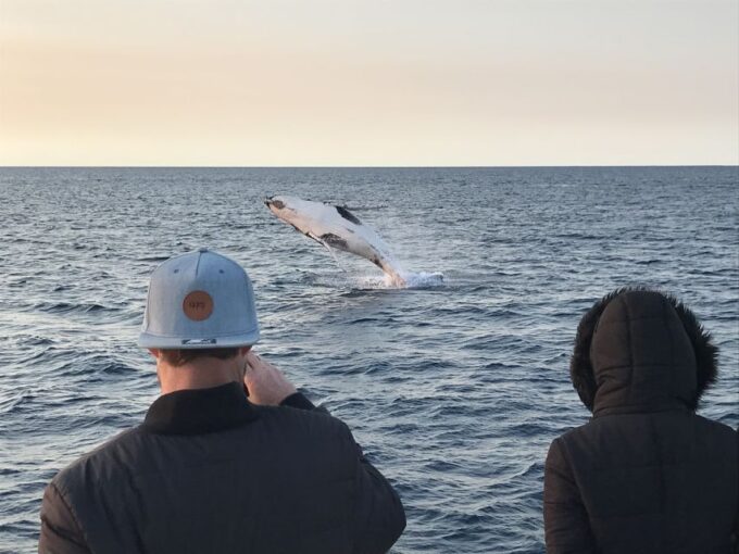 Dunsborough: Whale Watching Tour - Location and Availability