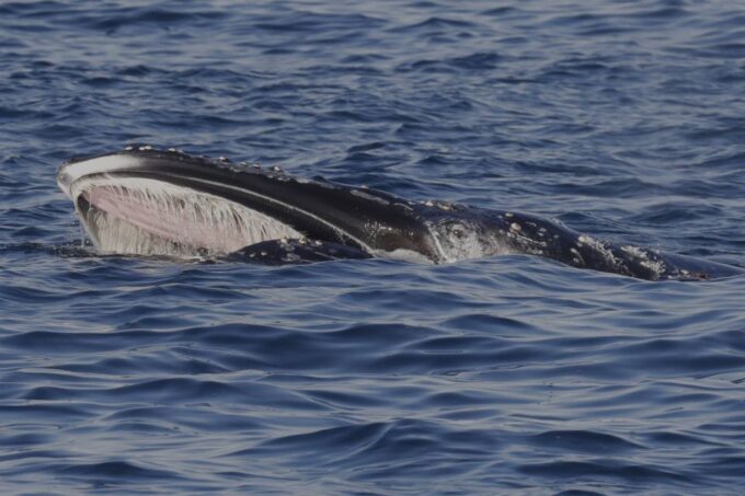 Dunsborough: Whale Watching Tour - Recap