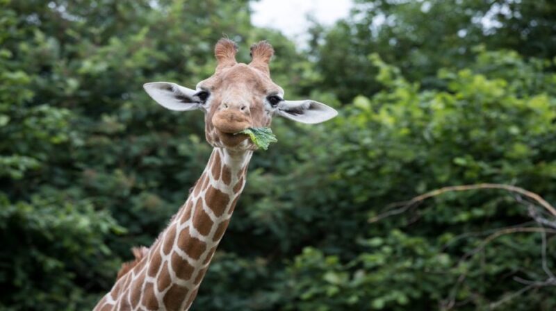 Dunstable: Whipsnade Zoo Full-Day Entrance Ticket - Roaring Pride of African Lions
