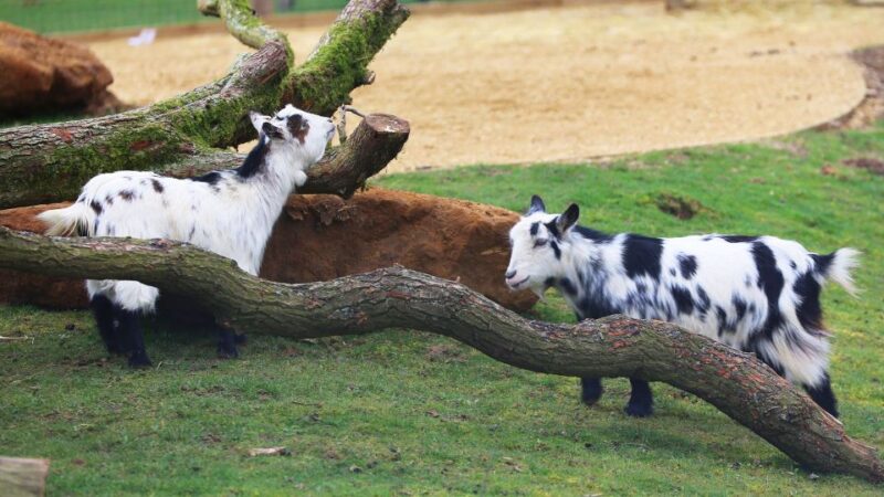 Dunstable: Whipsnade Zoo Full-Day Entrance Ticket - Zookeeper Talks and Demonstrations