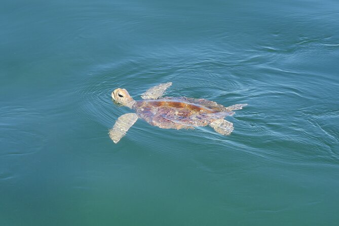 Dunwich: Moreton Bay Islands Boat Tour With Swimming - Health and Safety Guidelines