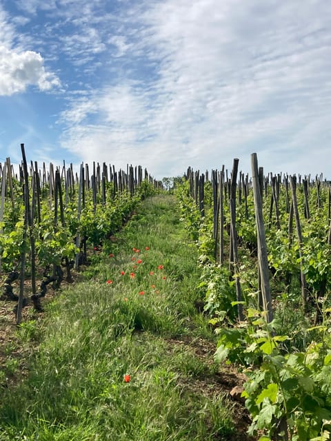 DUO PARENTS CHILDREN WINE CÔTE-RÔTIE TOUR VISIT - Itinerary Details