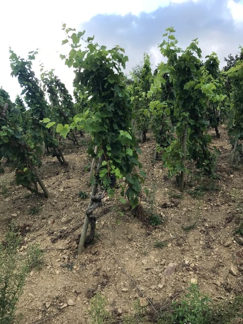 DUO PARENTS CHILDREN WINE CÔTE-RÔTIE TOUR VISIT - Experience Highlights