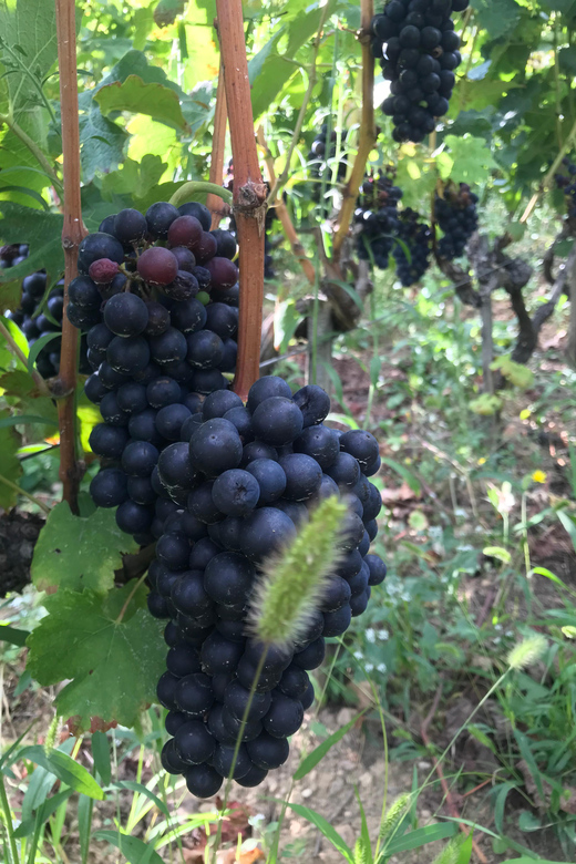 DUO PARENTS CHILDREN WINE CÔTE-RÔTIE TOUR VISIT - Tasting Details