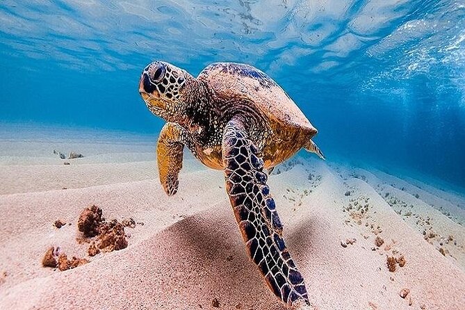 (Duplicate) Oahu Grand Circle Island Tour From the Big Island - Reviews