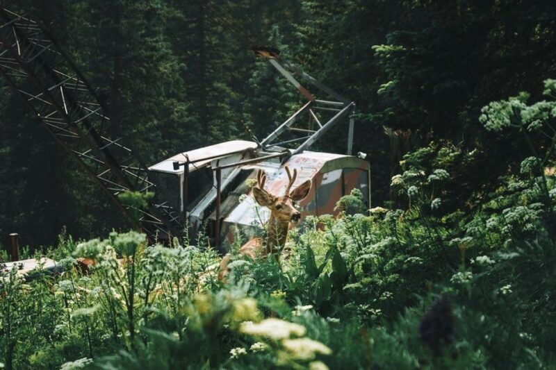 Durango Jeep Tour — La Plata Canyon - Preparation and Recommendations