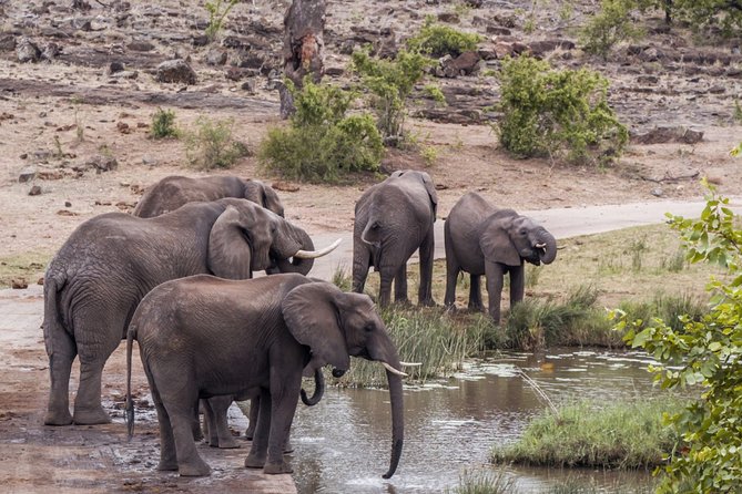 Durban: Big 5 Luxury Safari at an Award Winning Game Reserve — Zeiss Binoculars - Positive Traveler Experiences