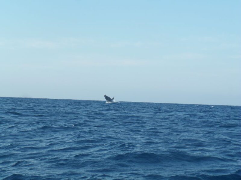 Durban: Durban: Whale and Dolphin Watching Boat Tour - Key Points