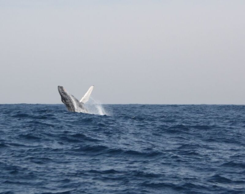 Durban: Durban: Whale and Dolphin Watching Boat Tour - Whale Watching Experience