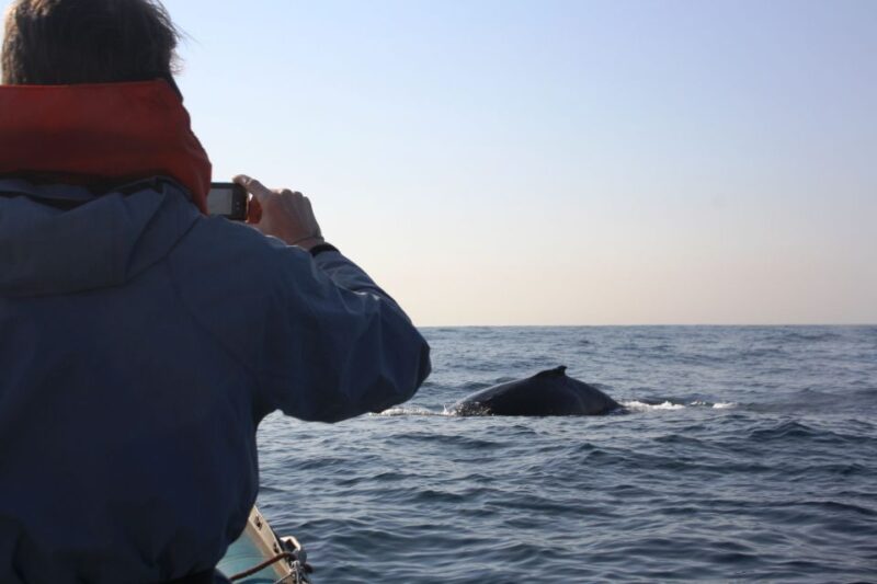 Durban: Durban: Whale and Dolphin Watching Boat Tour - Marine Life Sightings