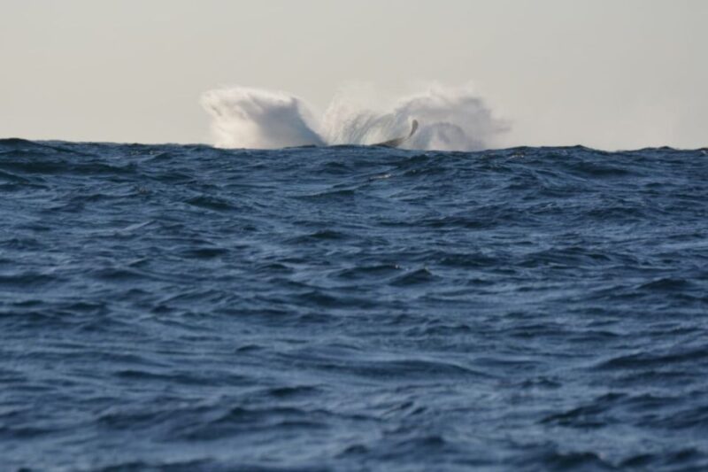 Durban: Durban: Whale and Dolphin Watching Boat Tour - Boat and Guide Details