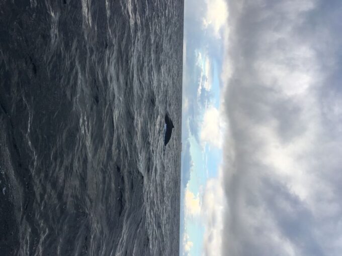 Durban: Durban: Whale and Dolphin Watching Boat Tour - Inclusions and Exclusions