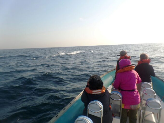 Durban: Durban: Whale and Dolphin Watching Boat Tour - Booking and Ticketing