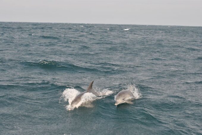 Durban: Durban: Whale and Dolphin Watching Boat Tour - Frequently Asked Questions