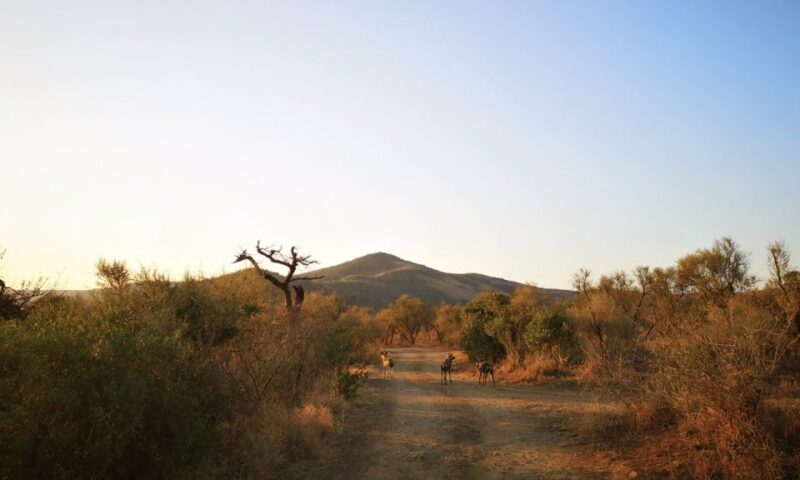 Durban: Hluhluwe Big 5 Safari With Pro Zeiss Binoculars - Key Points