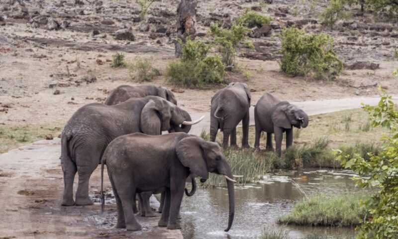 Durban: Hluhluwe Big 5 Safari With Pro Zeiss Binoculars - Pickup and Drop-off