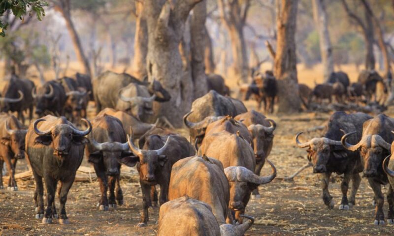 Durban: Hluhluwe Big 5 Safari With Pro Zeiss Binoculars - Safari Highlights