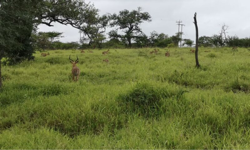 Durban: Hluhluwe Big 5 Safari With Pro Zeiss Binoculars - Afternoon Game Drive