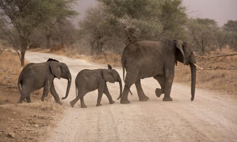 Durban: Hluhluwe Big 5 Safari With Pro Zeiss Binoculars - Mobility and Exclusions