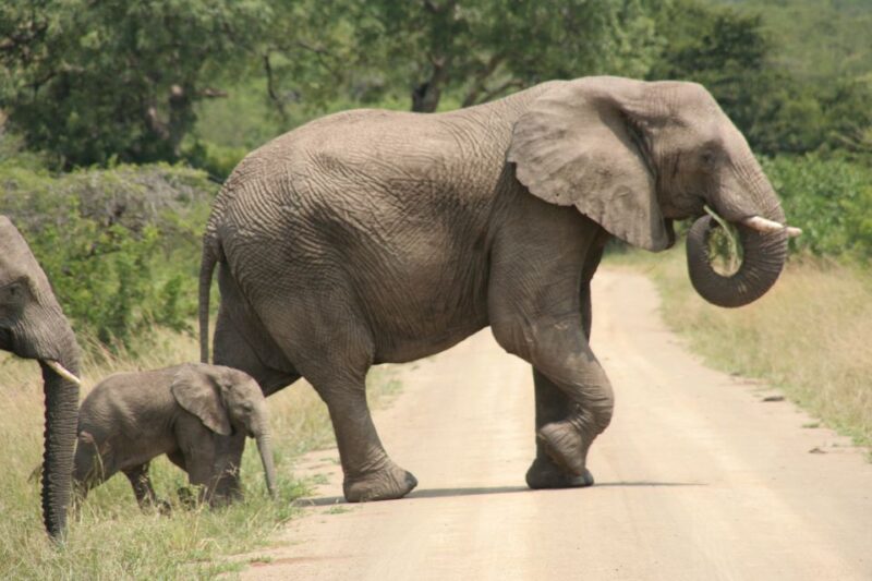 Durban: Hluhluwe Imfolozi Safari & Isimangaliso Tour - Discovering Hluhluwe Imfolozi Game Reserve