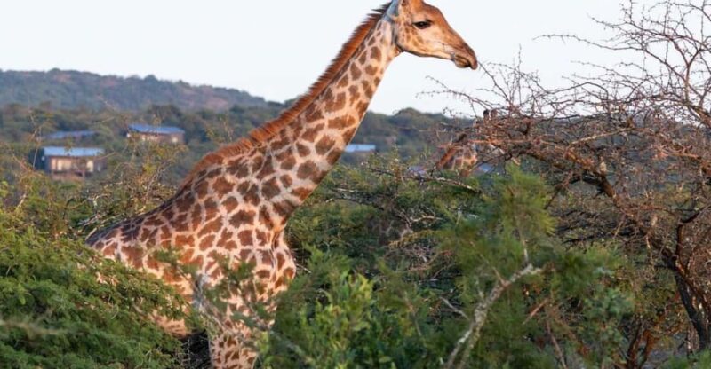 Durban: Safari Day Trip With Lunch and Hotel Pickup - Key Points