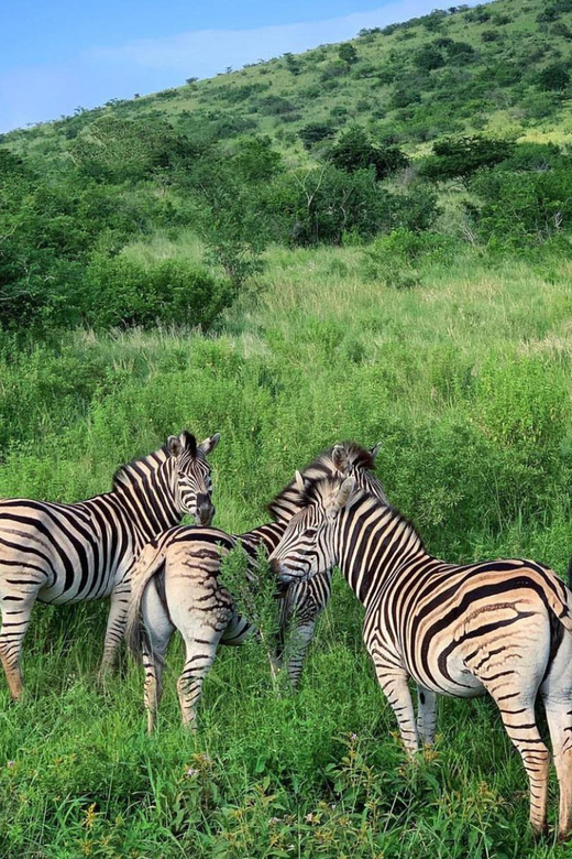 Durban: Safari Day Trip With Lunch and Hotel Pickup - Safari Experience