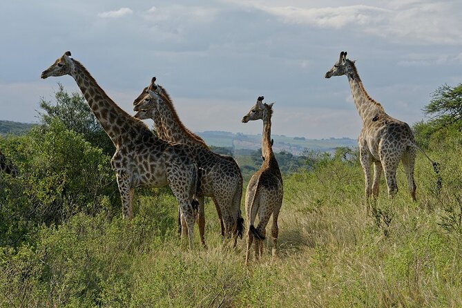 Durban Shore Excursion: Private Small Group Tala Game Reserve - Inclusions and Group Size
