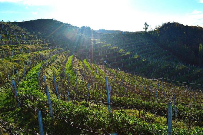 Durres & Wine Tasting Tour - Guided Tour of Durres