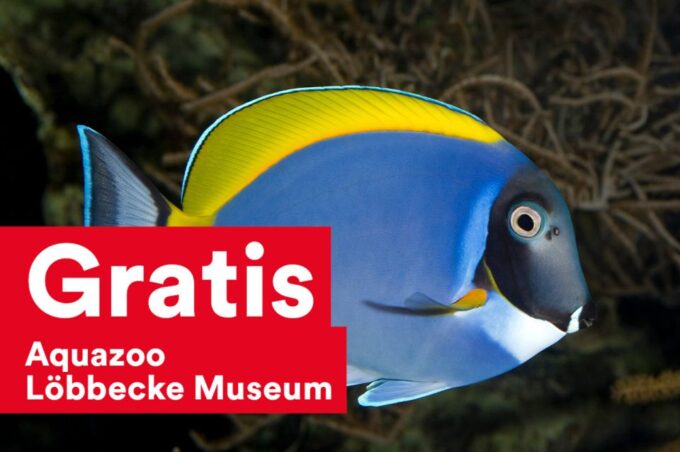 DüsseldorfCard: Discount Tourist Card - Guided Tours and Tickets