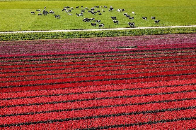 Dutch Countryside and Tulip Fields Tour - Wandering the Tulip Fields