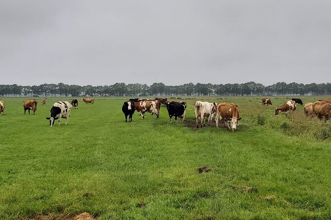 Dutch Windmills & Polder Walking Tour - Tour Inclusions