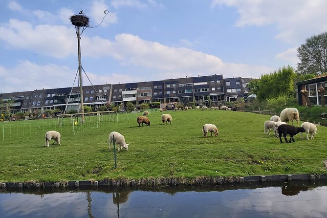 Dutch Windmills & Polder Walking Tour - Stadsmolensloot Windmill