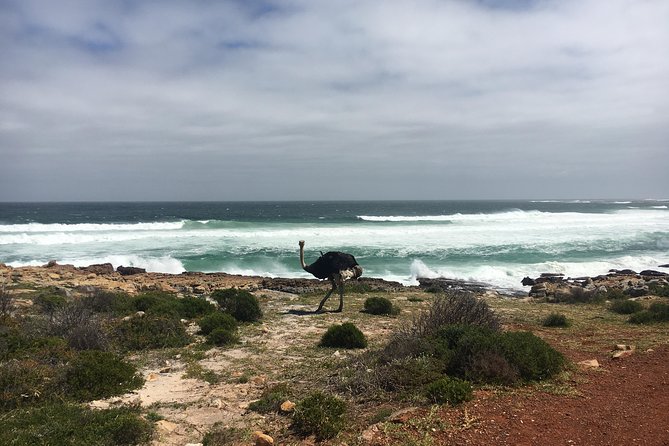 E-Bike Cape Peninsula Tour - Electric Bike Experience