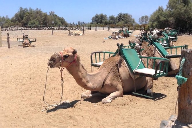 E-Bike City Tour Optional Camel Safari on the Maspalomas Dunes - Booking Information