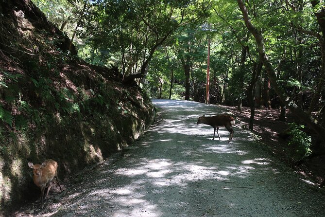 E-Bike Eco Chic Tour Explore 1100 Year Old Primeval Forest - Destination Details