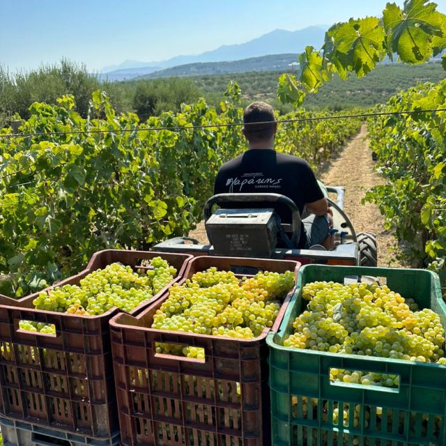 E-Bike-Full Day- Olive Oil Factory & Wine Tasting - Itinerary Highlights