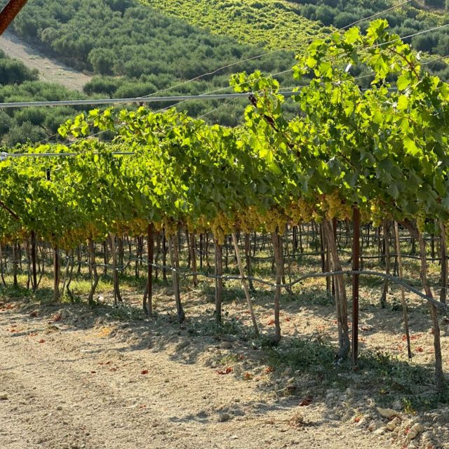 E-Bike-Full Day- Olive Oil Factory & Wine Tasting - Historic Landmarks Exploration