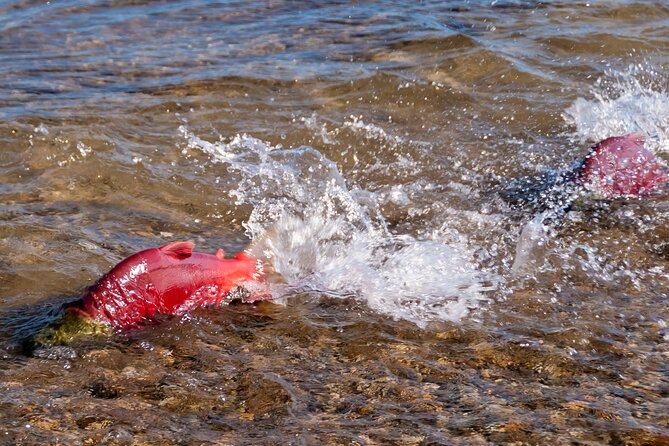 E-Bike Salmon Adventure - E-Bike Rental Details