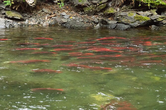 E-Bike Salmon Adventure - Kokanee Salmon Audio Guide