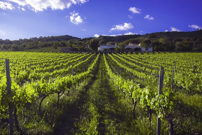 E-Bike (Self-Guided) & Winery Tour - 20KM Easy - Cancellation Policy