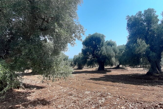 E-Bike Tour in Ostuni, the Centuries-Old Olive Trees and the Rock Village - Discovering the Rock Village