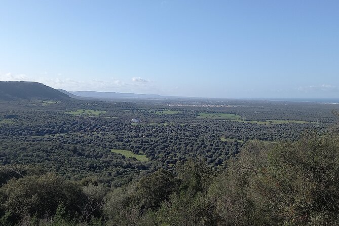 E-Bike Tour in the Plain of the Secular Olive Trees of Ostuni - Olive Tree Cultivation and Harvest