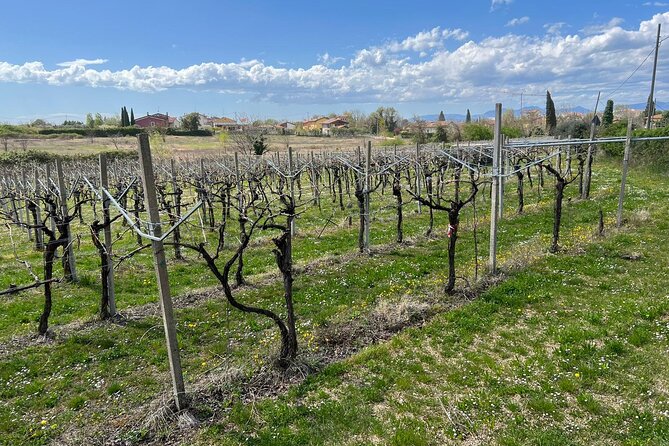 E-Bike Tour With Stop in the Cellar in the Bardolino Area - Pricing Information