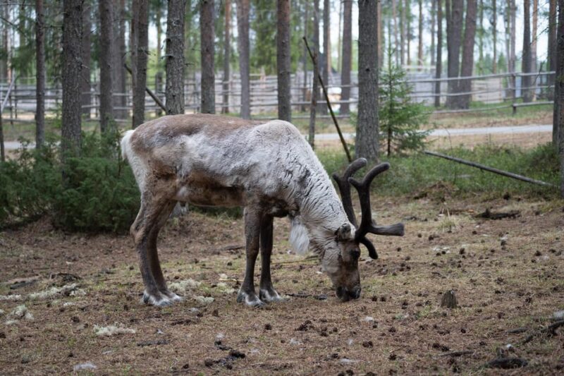 E-FATBIKE TRIP TO THE REINDEER FARM - Experience Highlights